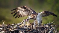 308 - FEEDING MY TWINS - KYTTALA OSMO - finland